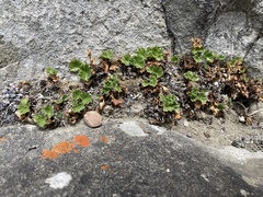 Telesonix heucheriformis