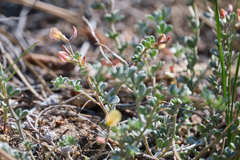 Acmispon argyraeus argyraeus