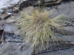 Poa astonii