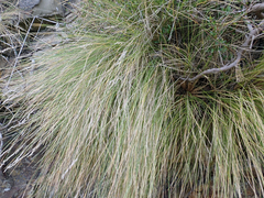 Poa astonii