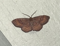 Leptostales rubromarginaria