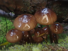 Mycena mulawaestris