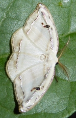Callidrepana gelidata