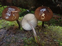 Mycena mulawaestris