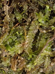 Pedinophyllum interruptum