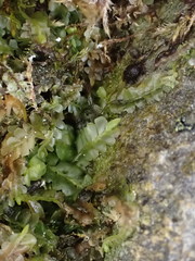 Pedinophyllum interruptum
