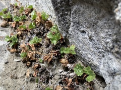 Telesonix heucheriformis