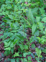 Ranunculus allegheniensis