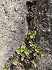 Telesonix heucheriformis