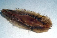 Cape Elephantfish photo 4