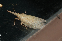 Rentinus dilatatus