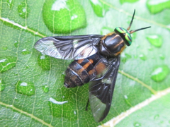 Chrysops suavis