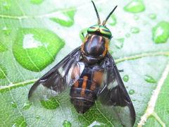 Chrysops suavis