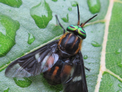 Chrysops suavis