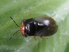 Geocoris varius
