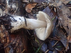 Entoloma baronii
