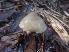 Entoloma baronii
