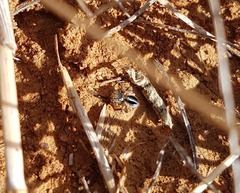 Maratus chrysomelas