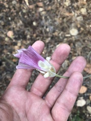 Calochortus argillosus