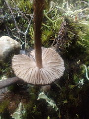 Entoloma procerum