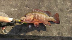 Lutjanus argentimaculatus