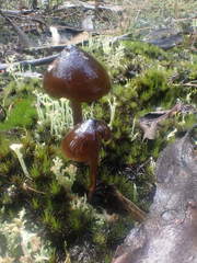 Entoloma procerum