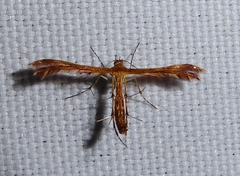 Stenodacma pyrrhodes