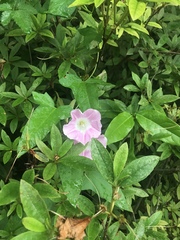 Calystegia pubescens