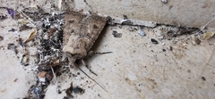 Agrotis segetum