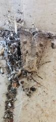 Agrotis segetum