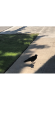 Corvus brachyrhynchos