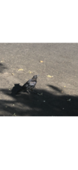 Corvus brachyrhynchos