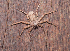 Siamspinops formosensis