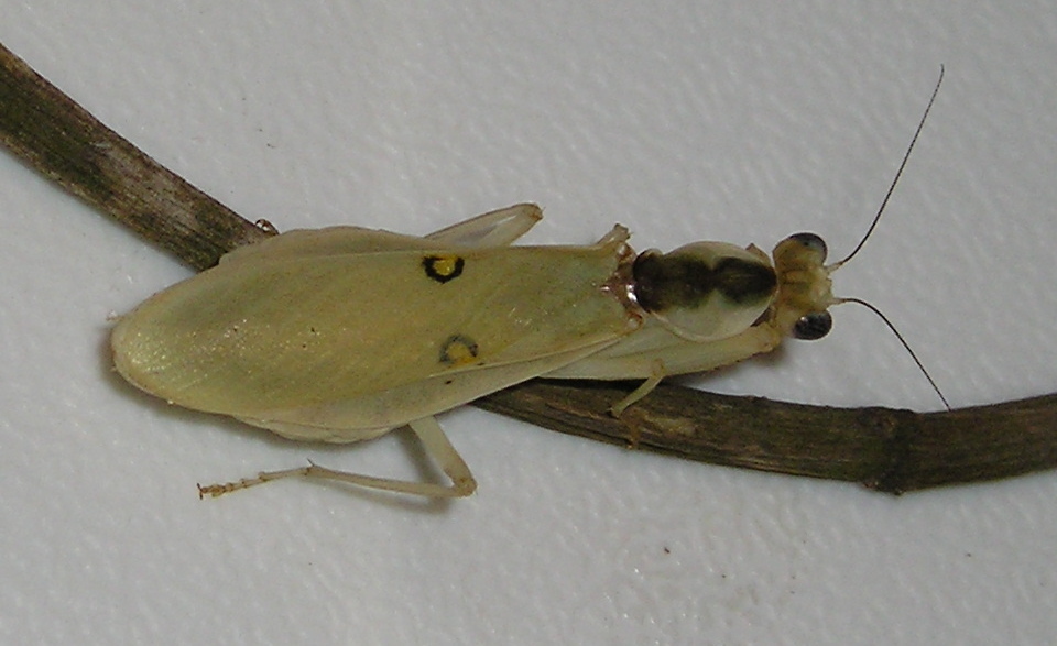 Chloroharpax