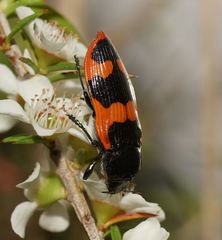 Castiarina bremei