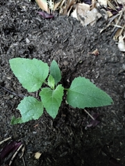 Angiospermae