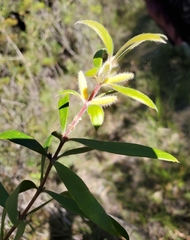 Persoonia mollis
