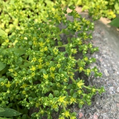 Sedum bulbiferum
