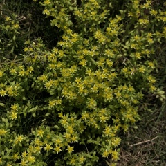 Sedum bulbiferum