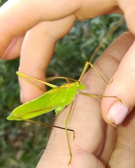 Horatosphaga gracilis