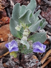 Scutellaria sapphirina
