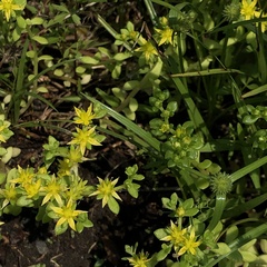 Sedum bulbiferum