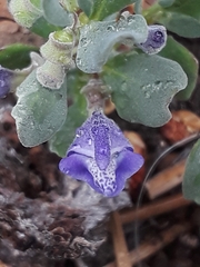 Scutellaria sapphirina