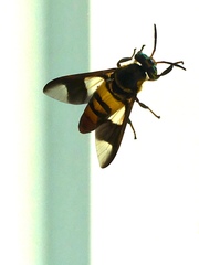 Chrysopsinae