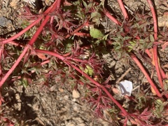 Chorizanthe polygonoides longispina
