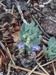 Scutellaria sapphirina