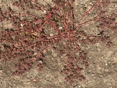 Chorizanthe polygonoides longispina