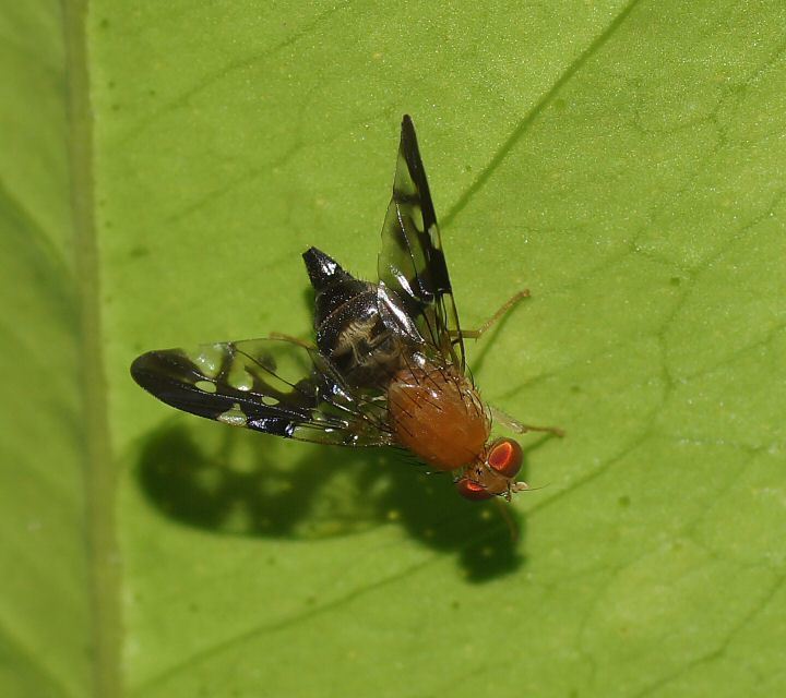 Dirioxa