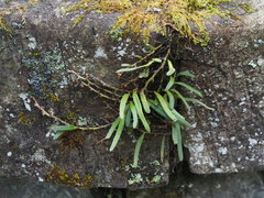 Pyrrosia linearifolia