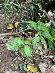 Argostemma solaniflorum